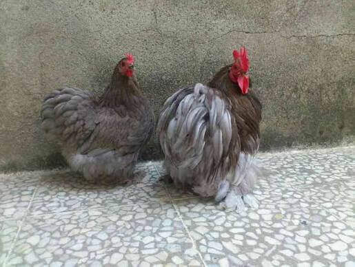 جوجه کوشین 5