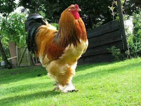 جوجه برهما گلد 4