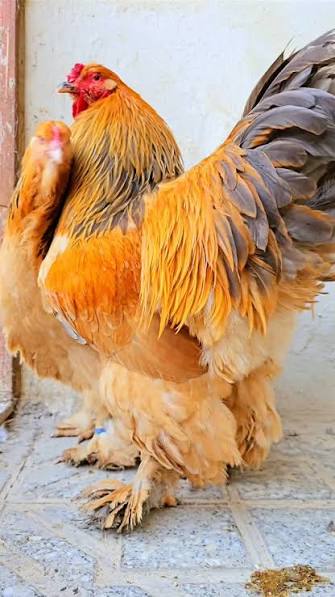 جوجه برهما گلد