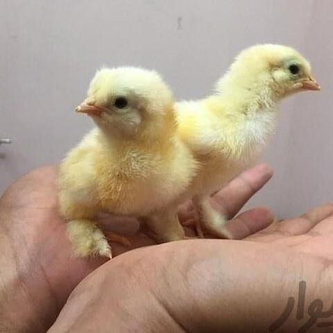 جوجه برهما لایت 1