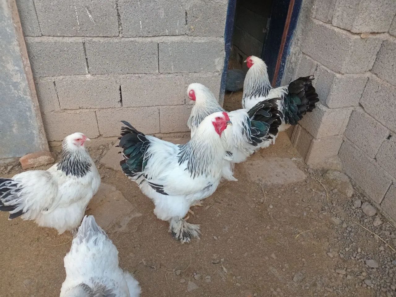 جوجه برهما لایت 4