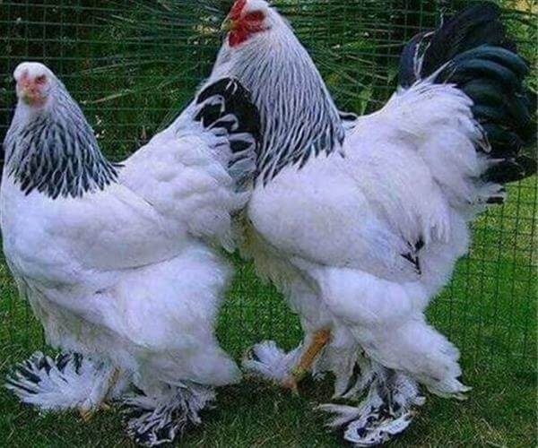 جوجه برهما لایت